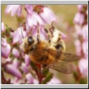 Andrena fuscipes - Heidekraut-Sandbiene w01.jpg